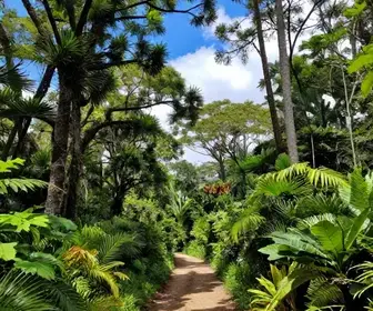 Descubra a Floresta Nacional de São Francisco de Paula: Um Refúgio Natural no Rio Grande do Sul