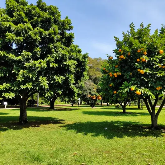Descubra o PARQUE DAS LARANJEIRAS