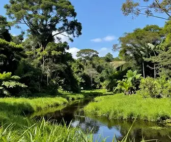 Explorando o Delta do Jacuí: Um Paraíso Natural no Rio Grande do Sul