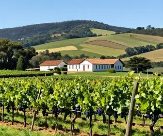Explore Garibaldi: Dicas do Que Fazer na Cidade do Vinho